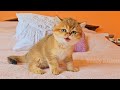 Predatory instincts awakened in a cute kitten 😄
