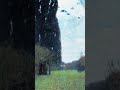 Trees by Klimt