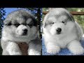 「絶対に笑う」あり得ないことをする犬★おもしろい犬のハプニング, 失敗画像集 #37
