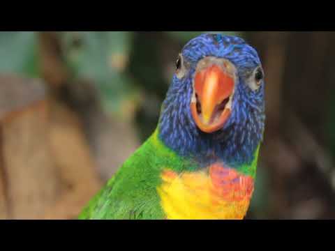 bird chirper bird chirper
