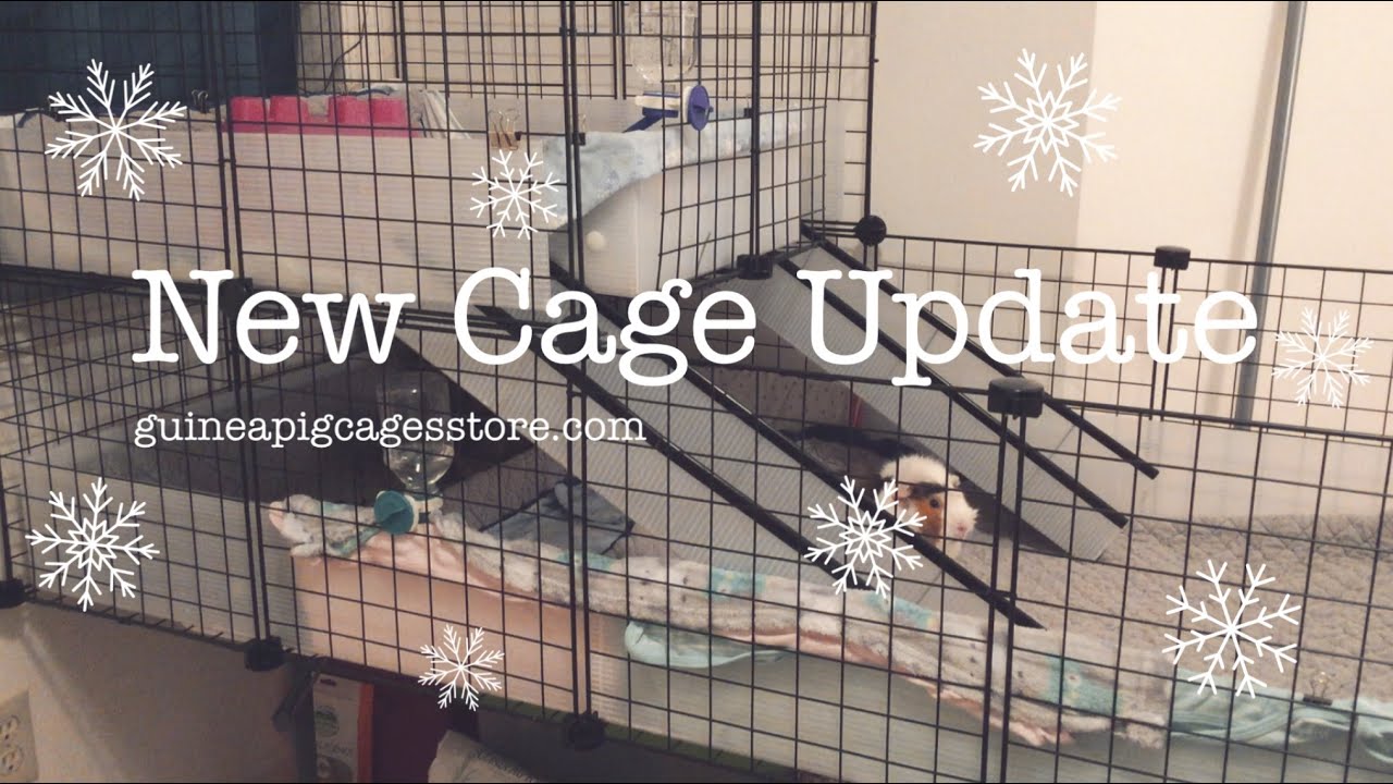 Update on the New Cage Guinea Pig Cages Store The Piggy Life YouTube