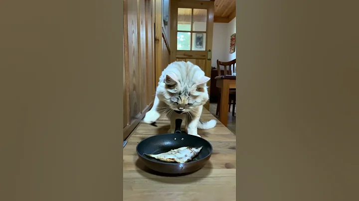 Watch the video about A white Persian cat cooked a fish 🎆🎆😺 #cat #animals #whitecat #cat #cat #cat #cooked