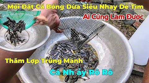 Chia Sẽ Cách Đặt Lợp Cá Bống Dừa Và Cách Kiếm Mồi Đặt Lợp Siêu Nhạy Ai Ai Cũng Làm Được Hết.