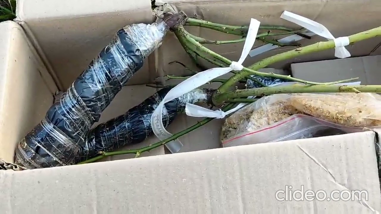 розпакування троянд від  розпліднику Сади Маріген, 2023