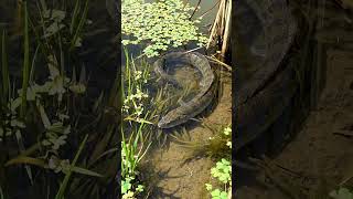 Huge Fish In Tiny Countryside Stream You Wont Believe What Happened