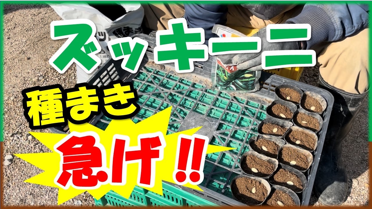 ジュンズッキーニ Zucchini Seed Planting] This is where a massive harvest is