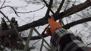 Видео Спасаем персик обрезкой. Как оживить неухоженный персик. (автор: Виталий Орех)