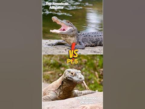 Who Wins? The Alligator Vs. The Komodo Dragon Pt.5 #shortsfeed #shorts