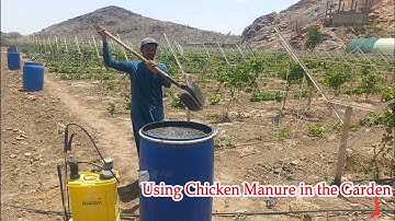 كيفية استخدام منقوع سماد الدواجن الطازج الجزء الاول How to use fresh chicken manure in your farm