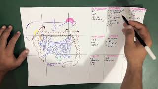 Structures present in 9 Abdominal Regions | Abdomen | Part 4 (Anatomy)