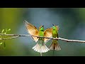 Birds Sound صوت زقزقة العصافير وتغريد الطيور في الصباح بدون موسيقى 