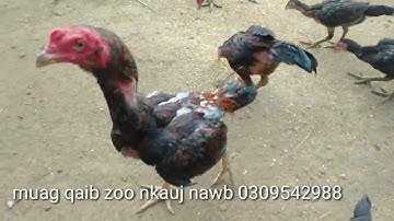 Muag me nyuam qaib thaib zoo nkauj heev li