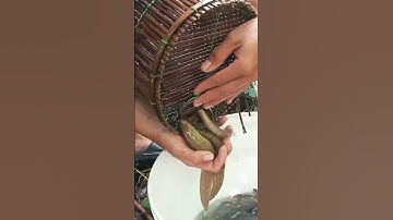 Đặt cá chạch, hướng dẫn làm mồi đặt lợp cá chạch lấu #datlopcachach #datlopcachachlau #lopcachach