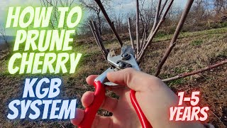 How to prune a cherry from 1-5 years KGB system