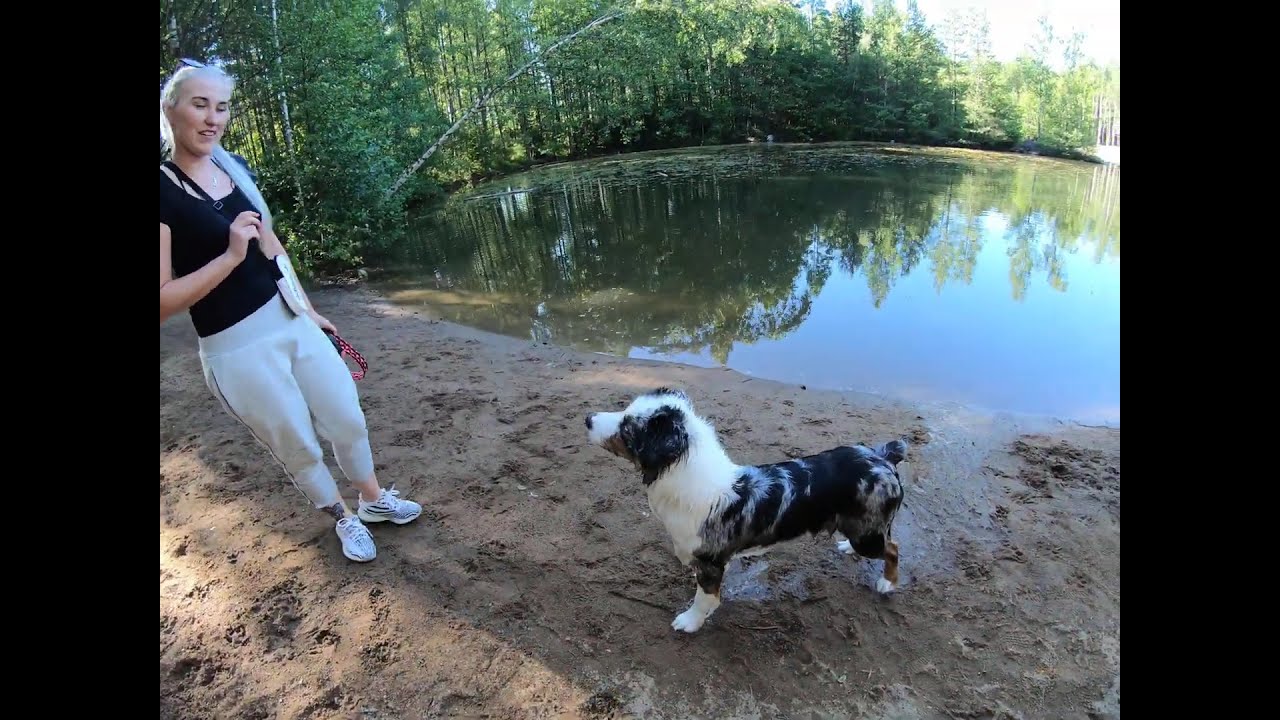 Australian paimenkoira uimassa