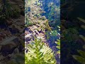 Тече вода#Water running