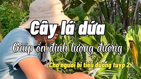 Bài thuốc ổn định đường huyết từ cây lá dứa cho người tiểu đường tuýp 2 | Lương y Triệu Thị Thanh