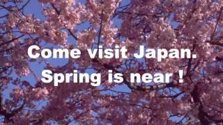 Come visit Japan!  Spring is just around the corner.
