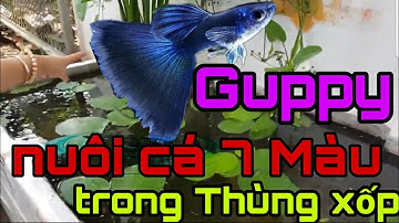 Mô hình nuôi cá 7 màu trong thùng xốp -  keep Guppy in a bucket