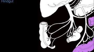 Hepatic portal system