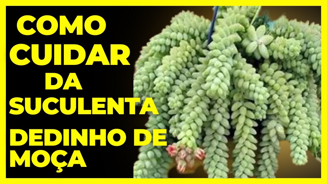 COMO CUIDAR DA SUCULENTA DEDINHO DE MOÇA #CANAL DAR PLANTAS