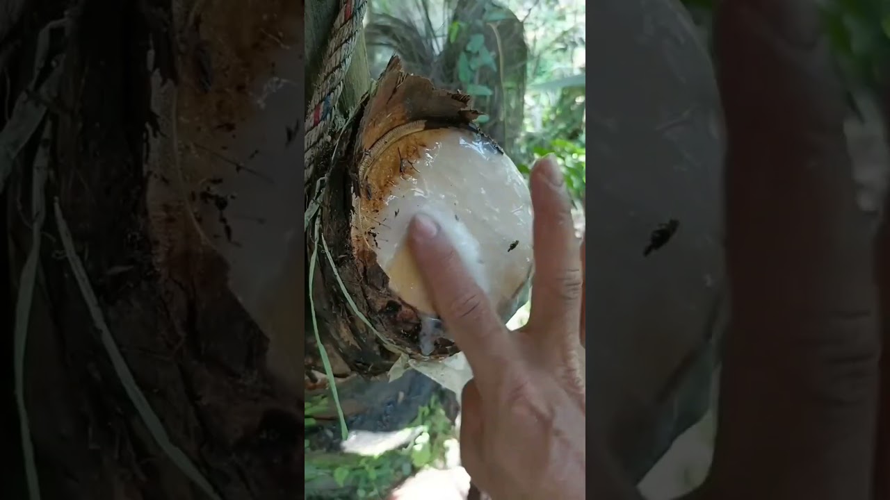Some trees produce a sap called latex  #Nature