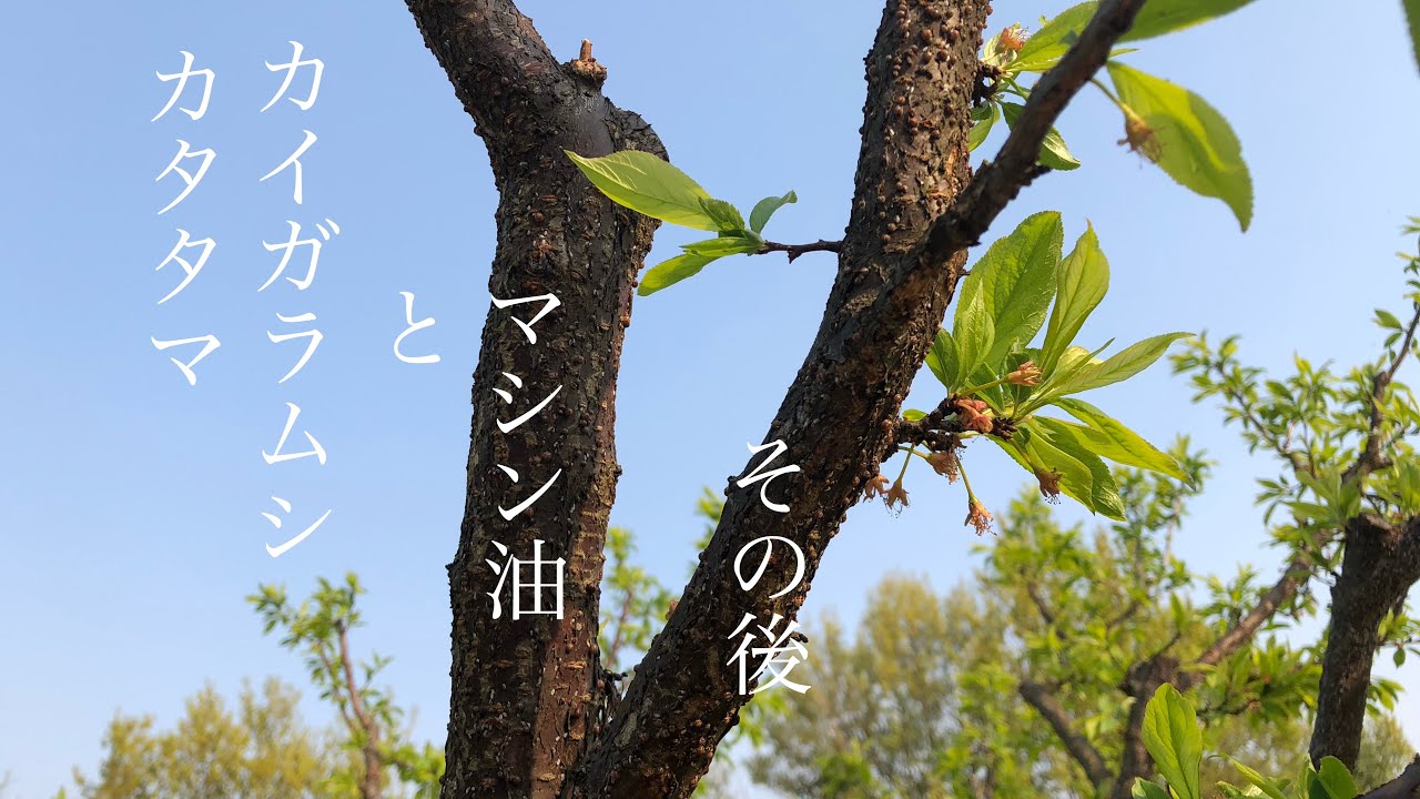 家庭菜園 スモモ 大石早生 マシン油散布後 Youtube 家庭菜園 スモモ 大石早生 マシン油散布後 Youtube
