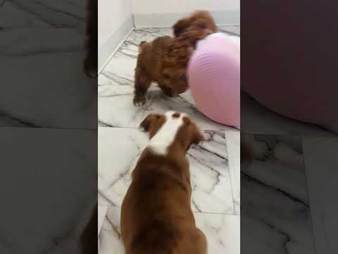 Puppy Power Struggle! 🐶 Poodle vs. Bulldog vs. The Pink Basket! 🧺✨ #Furrylicious