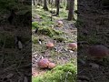 Wow !Amazing porcini mushrooms #mushroom #porcini #boletus #fungi #viralvideo #youtubeshorts #shorts