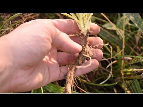 How To Harvest Wild Carrot, Queen Anne&rsquo;s Lace, Daucus Carota - Wild Edibles