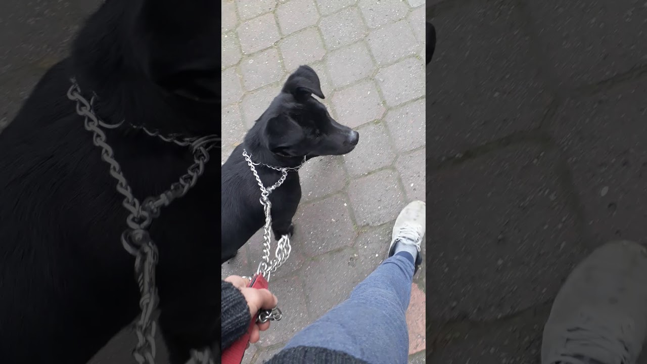 köpek tasma sı