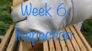 Week 6: Hive inspection
