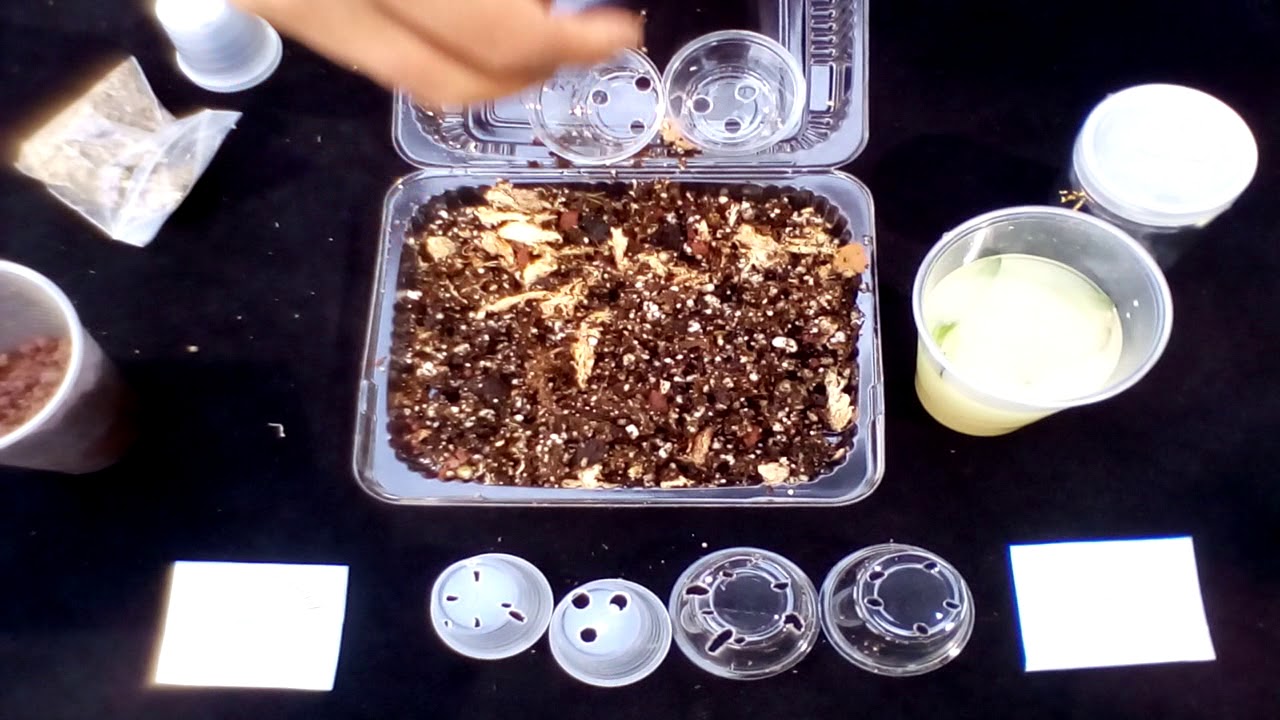 ACLIMATIZACIÓN DE ORQUÍDEAS IN VITRO.