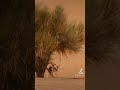 شيلة غزال الآدمي شيلة غزال الآدمي