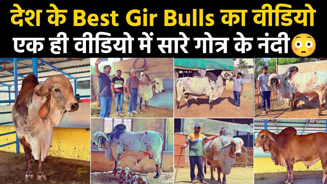 Best Gir Bulls ||  एक ही video में एक साथ || लाल परी मेलडी माँ आश्रम राजकोट👉 देवा भाई