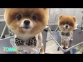 Salón de mascotas en Taiwán se vuelve famoso tras crear diseños únicos