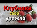 Клубника Сбор урожая земляника