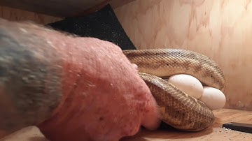 Taking eggs from zebra jag carpet python.