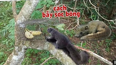 Bẫy sóc bông và dính chuột cống nhum khủng: thắng tự tin..