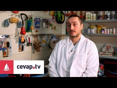 Video: Bir Veba Köpeği Nasıl Tedavi Edilir