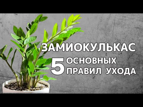 5 ОСНОВНЫХ ПРАВИЛ по УХОДУ за ЗАМИОКУЛЬКАСОМ