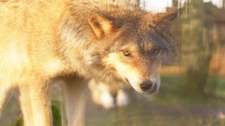 Time Immemorial (Official Video)