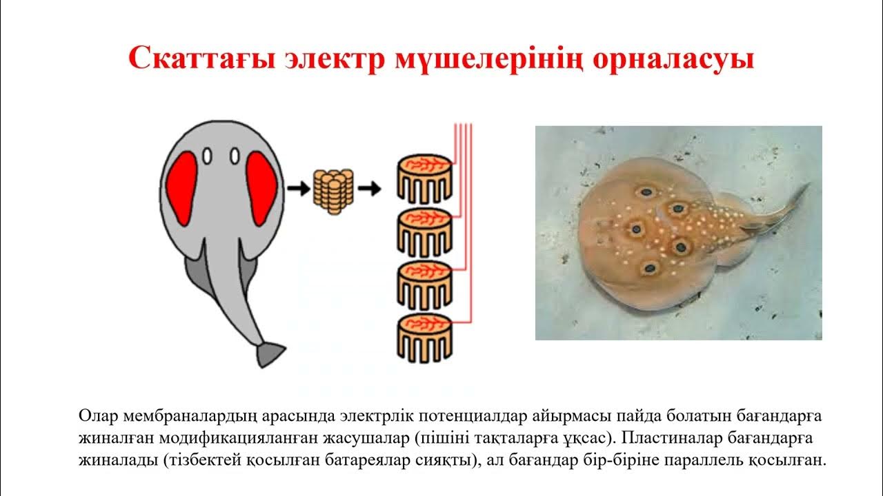 Әскери киім киген сексуалды жігіттер