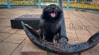 1yo Keeshond (Dennis) Urban K9 | Best Dog Trainers in Florida