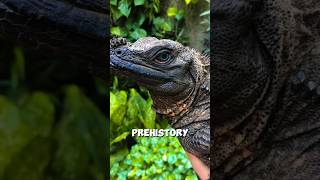 Animals That Look Like Fossils 🦴😱