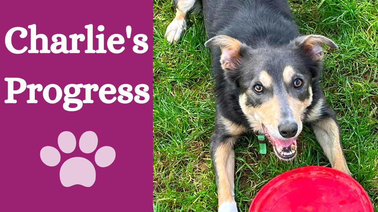 Reality dog training with a reactive dog - YouTube
