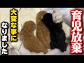 母猫は育児放棄、代理母にも断られてしまいました