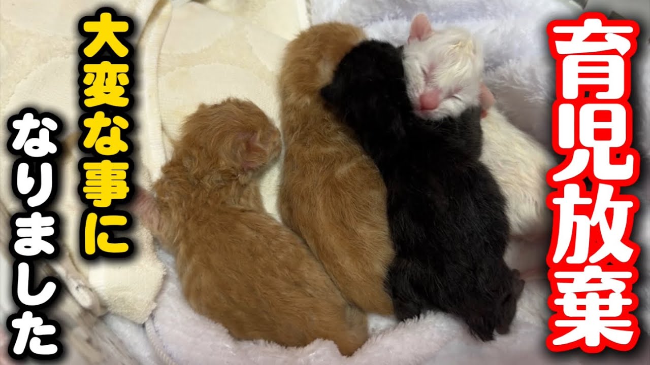 母猫は育児放棄、代理母にも断られてしまいました