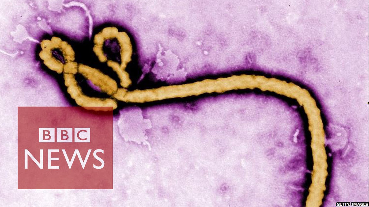 Ebola virus How is it contracted BBC News