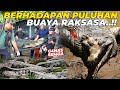 #10 GIL4AA..!! INI SAATNYA EVAKUASI PULUHAN EKOR BUAYA..! SALAH SATUNYA BERBOBOT RAKSASA